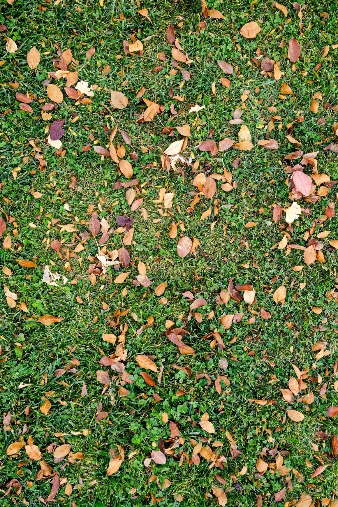 Fallen brown and yellow leaves scattered across green grass