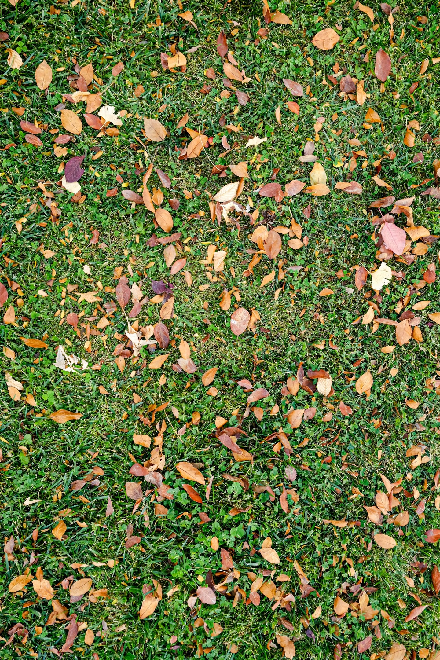 Fallen brown and yellow leaves scattered across green grass