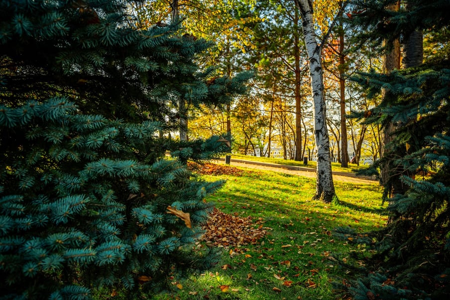 Sunlight through autumn trees beside evergreens