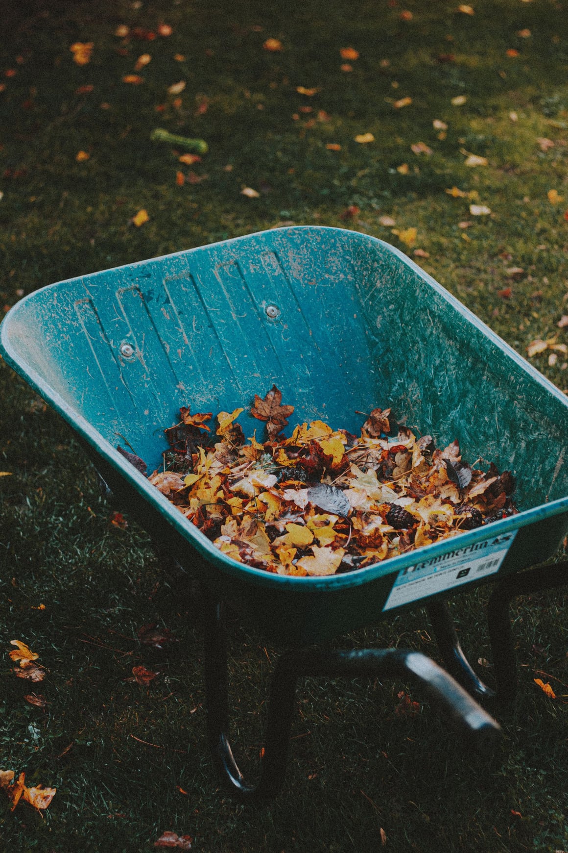 A blue wheelbarrow containing autumn leaves on grass